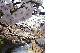桜写真